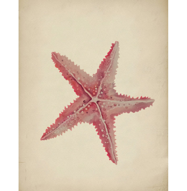 Étoile de mer rose rétro par Josie George - Art mural animal, Size, Format, Frame Color