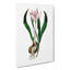 Autumn Crocus Flowers Illustration - Wrapped Canvas Painting Pint - Wrapped Canvas-55367650