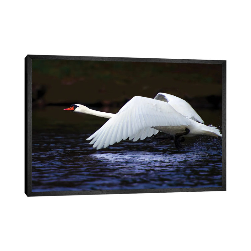 Blue Flight by David Gardiner - Wrapped Canvas Print, Black Framed, 66.04 cm H x 45.72 cm W