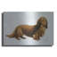 Red Barrel Studio® «Dachsund» par Harro Maass, art mural en métal-809752422