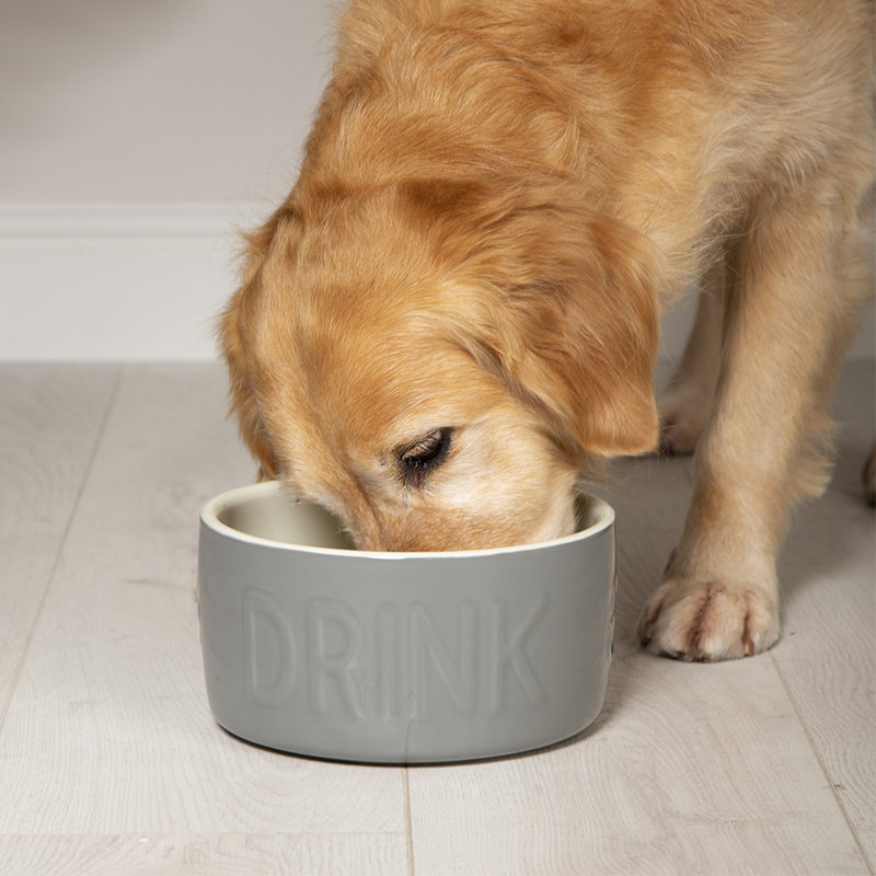 Pet Bowl
