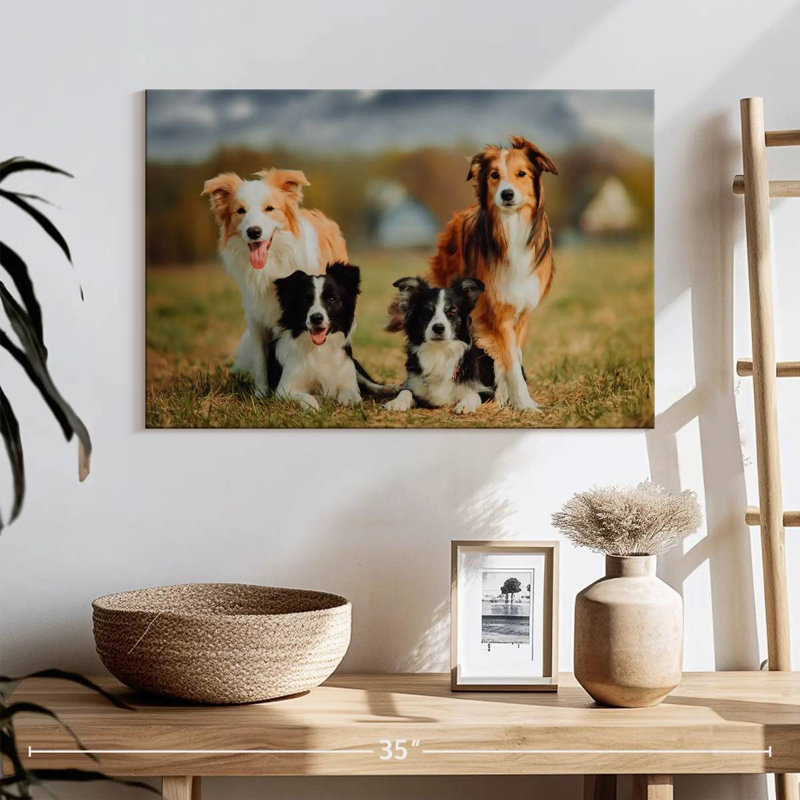 Crowle Border Collie - chiens, H 16 po x l 24 po