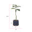 65,57 po plante-1530292171