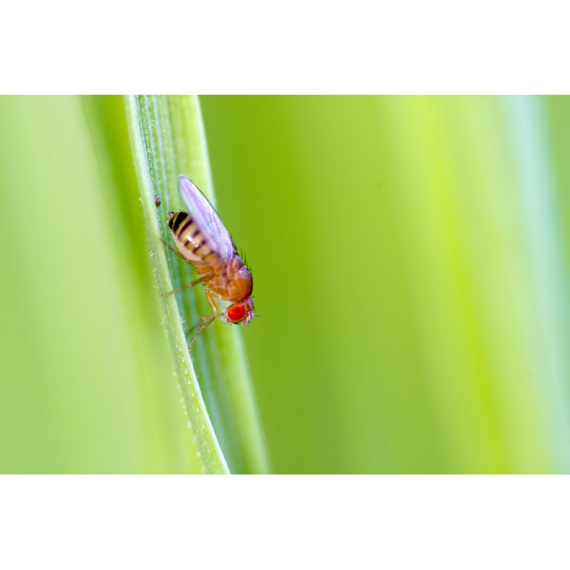 McClenithan Fruit Fly - Wrapped Canvas Print, 30cm H x 46cm W x 3.8cm D