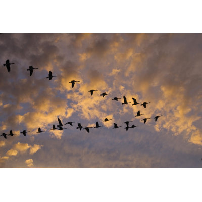 Canadian Geese by Gordo25 - Wrapped Canvas Print