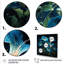 Starry Night Morning Glory Flower 3 - Morning Glory, art mural-1801449289-1801449302