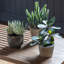 15cm Faux Kalanchoe Pale Succulent in Pot