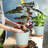 Plant Pots with Drainage Hole-396551368