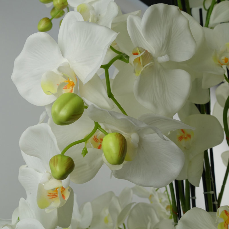 Anneus 150cm Plant
