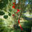 Red Twister Tail