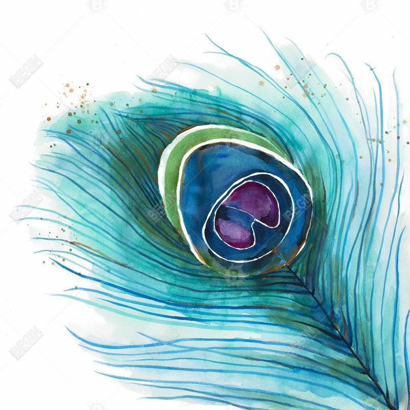 " Peacock Feather Closeup "