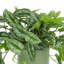 Scindapsus Plant in Ceramic Pot