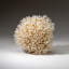 Genuine Birds Nest Coral (2.5 Lbs)