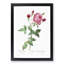 Provence Rose in Pink by Pierre-Joseph Redoute - Picture Frame Painting Print-55601439-55601438