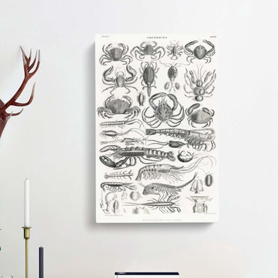 Study Of Crustaceans by Oliver Goldsmith - Wrapped Canvas Print