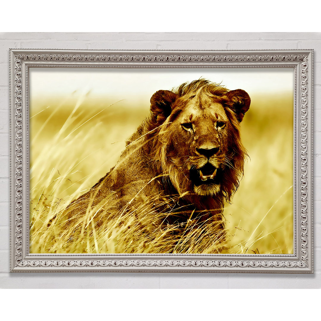 Lion Watching Out For Dinner - Einzelner Bilderrahmen Kunstdrucke