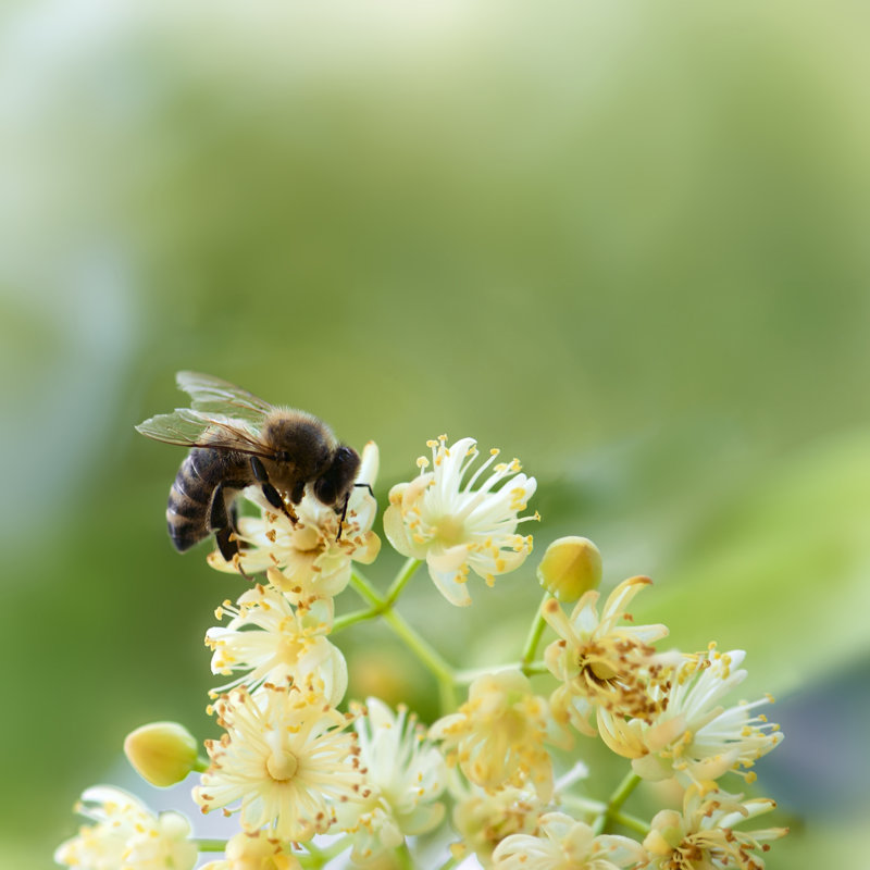 Deadra Bee Pollinates Flower by Vrabelpeter1 - Wrapped Canvas Print, 76cm H x 76cm W x 3.8cm D