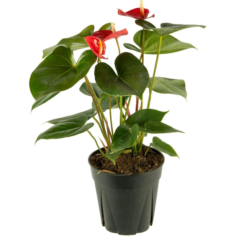 Red Anthurium in Black Pot, 18-Inch, Indoor/Outdoor Flowering Plant