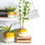 Ceramic Pot Planter-63880912