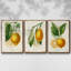 Citron français I 3 pièces-97795858-97795860