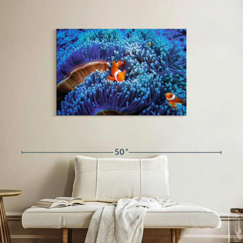 Bali sea anemone clownfish Aletra, H 26 po x l 39 po