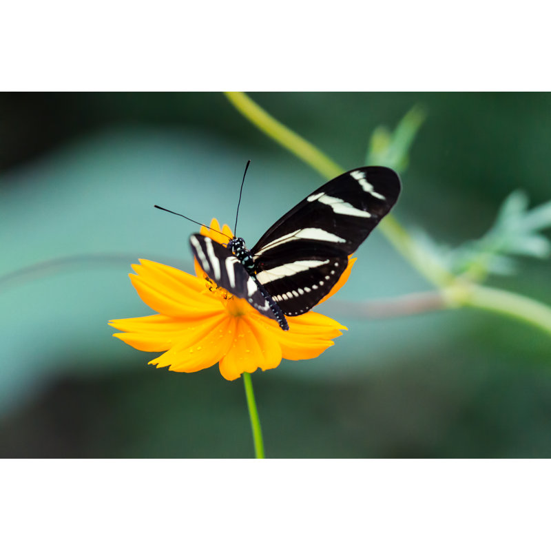 Rotraut UlyssePixel - Wrapped Canvas Print, 30 cm H x 46 cm W x 3.8 cm D
