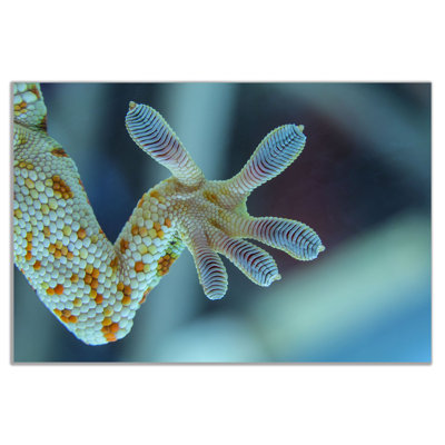 Gecko Leg Canvas Wall Art Picture Print - Wrapped Canvas Print