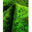 Tapis noué à la main Weirsky - One-of-a-Kind Weirsky - Vert