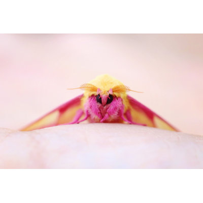 «Rosy Maple Moth» par Heather Burditt - photographie sur toile tendue