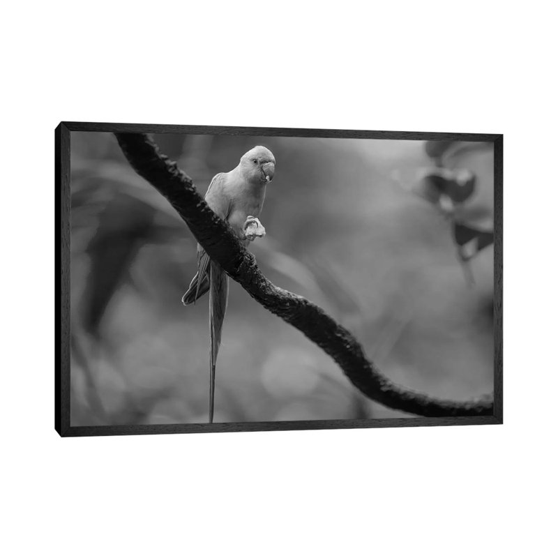 Rose-ringed Parakeet Feeding, Jurong Bird Park, Singapore by Tim Fitzharris - Gallery-Wrapped Canvas Giclée on Canvas