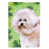 Brown Bichon Frise