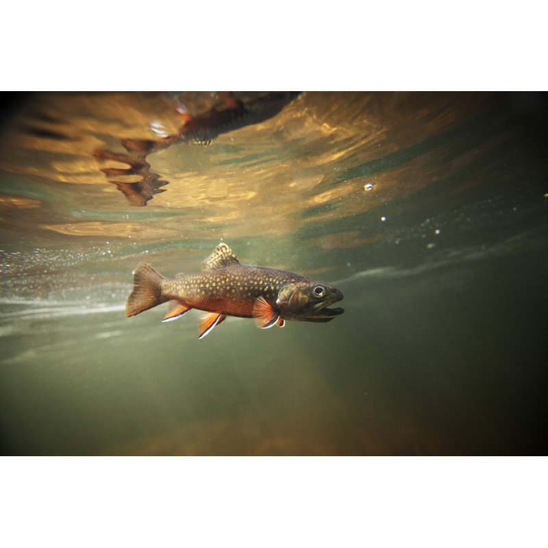 Truite sauvage sous l'eau par le photographe 3431, H 24 po x l 36 po