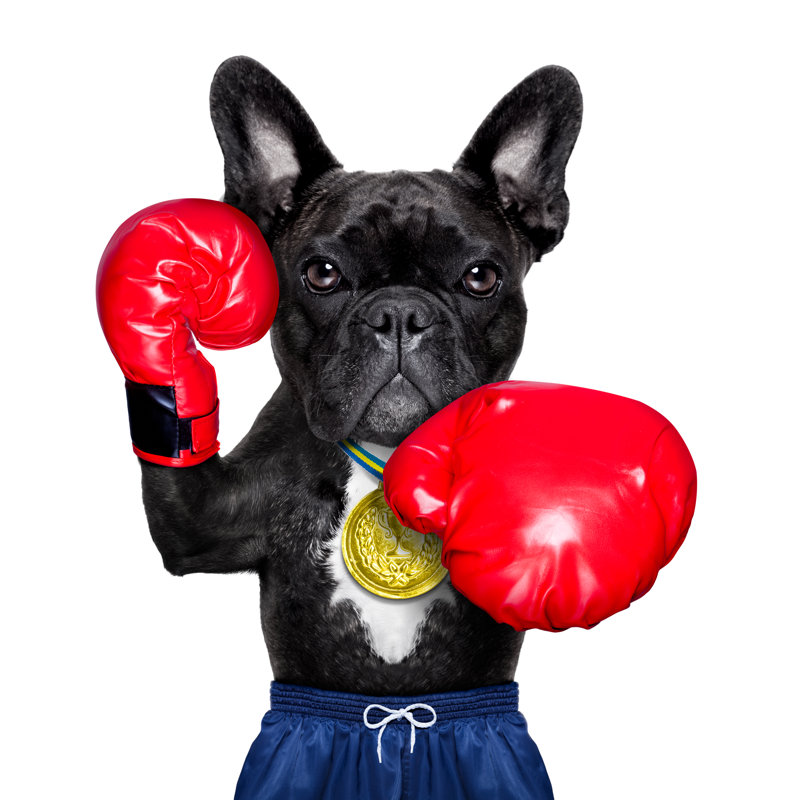 Active Sport Dog by Damedeeso - Wrapped Canvas Print, 30cm H x 30cm W