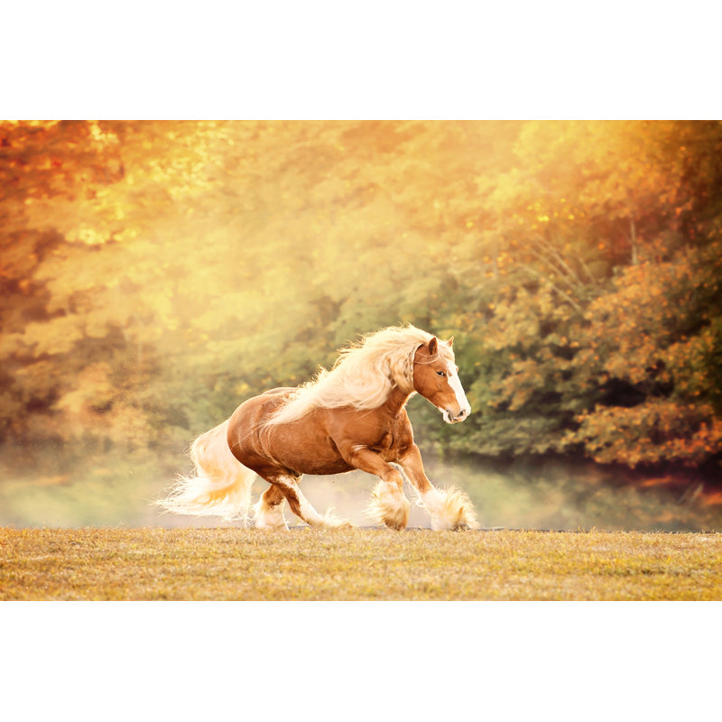 Horse Motion II by PHBurchett - Wrapped Canvas Photograph, 51 cm H x 76 cm W, Wrapped Canvas