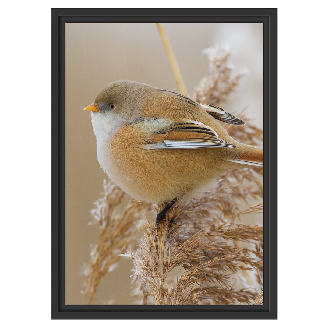 Gerahmtes Wandbild kleiner Vogel auf Weizen