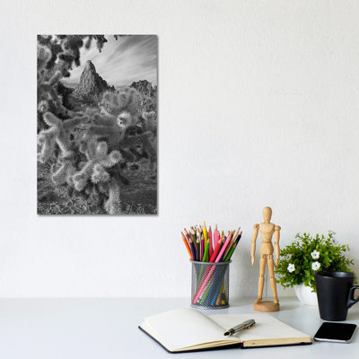 Teddy Bear Cholla Cacti (Cylindropuntia Bigelovii), Crater Range, Arizona by Tim Fitzharris - Gallery-Wrapped Canvas Giclée on Canvas