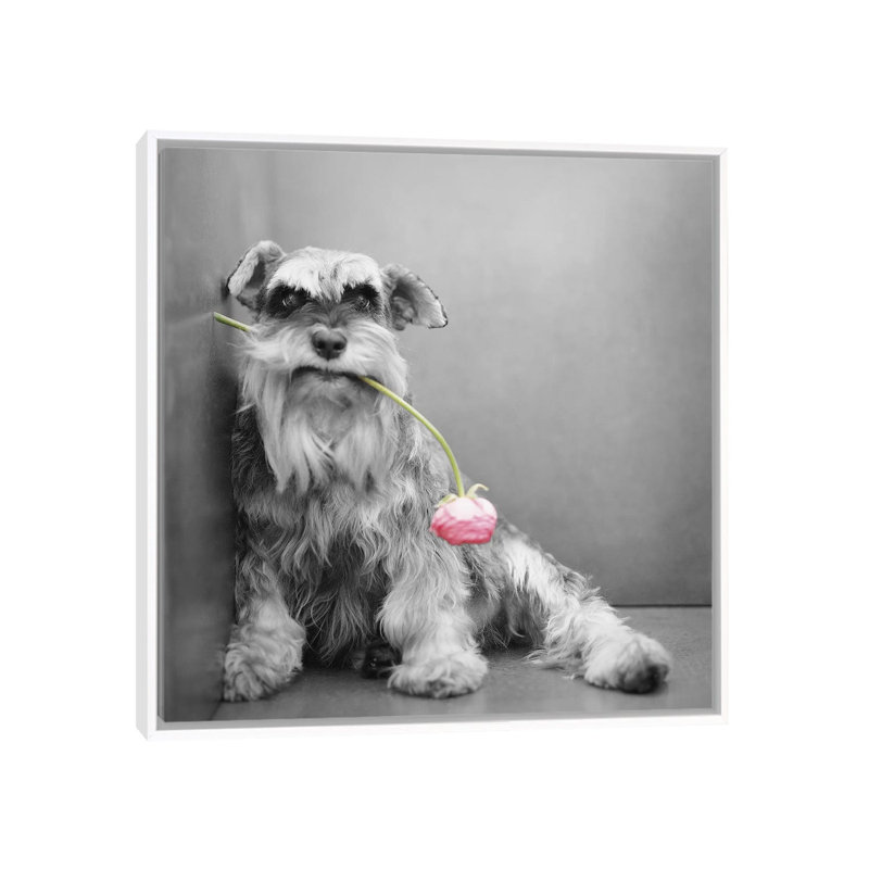 Ziggy by Rachael Hale - Print on Canvas, White Framed, 93.98 cm H x 93.98 cm W