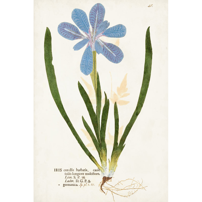 Nature Printed Botanicals XI - Wrapped Canvas Art Print, 46cm H x 30cm W