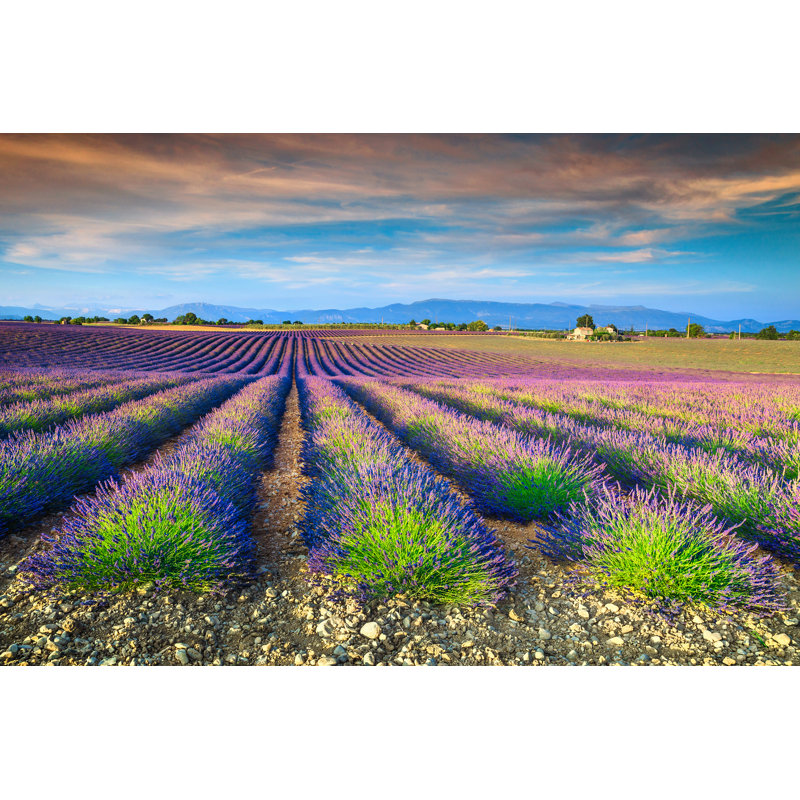 Lavender Fields, Europe by Janoka82 - Wrapped Canvas Print, 30cm H x 46cm W