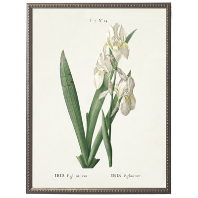 Iris blanc sur fond blanc