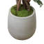Boxwood Tree in Fiberstone Pot