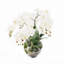 Orchids Arrangement in Tray
