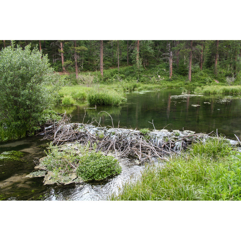 Beaver Dam - impression sur toile tendue, H 8 po x l 12 po x P 1 po
