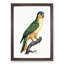Black-Lored Parrot by F. Levaillant - Picture Frame Art Print-55512498-55512502