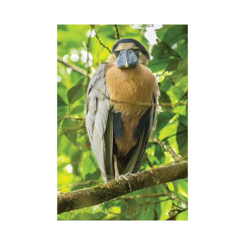 Costa Rica by Jaynes Gallery - Wrapped Canvas Gallery-Wrapped Canvas Giclée, 66.04cm H x 45.72cm W