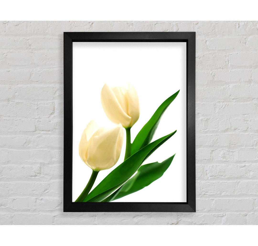 Glasbild White Tulips