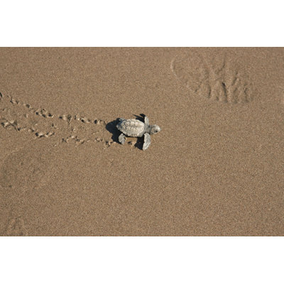 " Footprints In The Sand " by Darienp