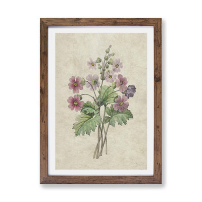 Chinese Primrose Flowers by Pierre-Joseph Redoute - Single Picture Frame Painting