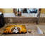 Tapis de séchage cavalier épagneul halloween