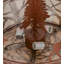 Elk 8 - Light Chandelier